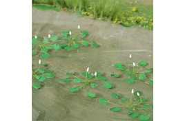 Water Lillies Pack Of  10 